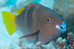 BD-120422-St-Johns-5986-Scarus-ferrugineus.-Forsskål.-1775-[Rusty-parrotfish].jpg